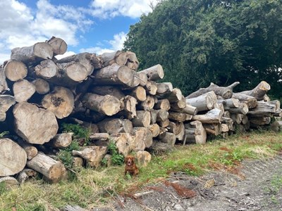 Lot 2 - 100t of roadside firewood at Brocklesby estate firewood yard
